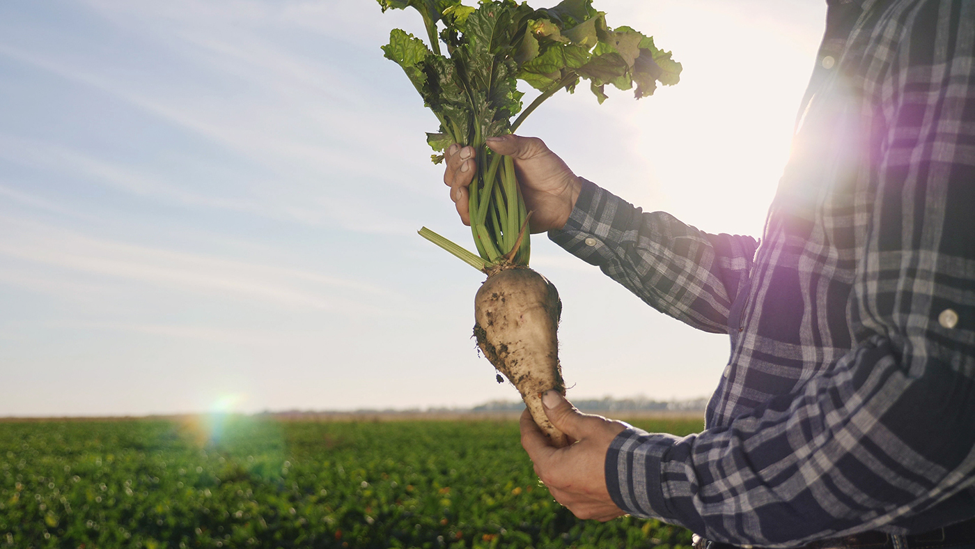 Farmer Holding a Sugar Beet ret